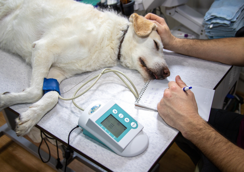 The quest for comfort with cancer pain  (BVA Live 2025)