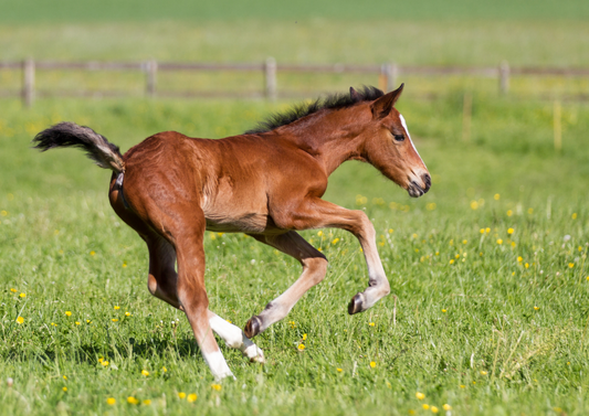 Down but not out: Navigating the care of the sick, collapsed foal in first opinion veterinary practice