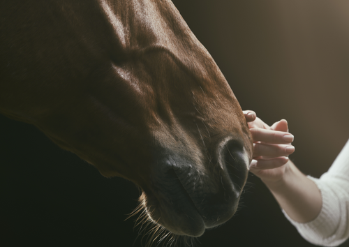 Risk communication in the horse with colic: getting the best outcomes and preventing recurrence(BVA Live 2025)