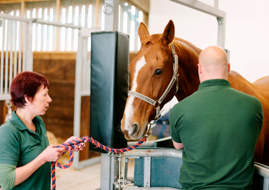 Holistic evaluation of the poorly performing sport horse