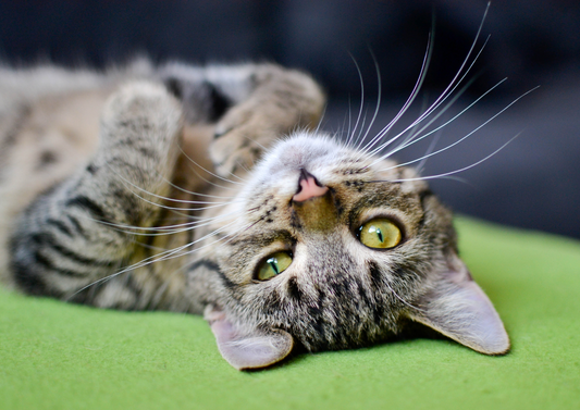 Scratch that: Feline Atopic Skin Disease