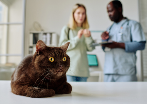 Pet care without barriers: accessible veterinary services for deaf pet owners  (BVA Live 2025)