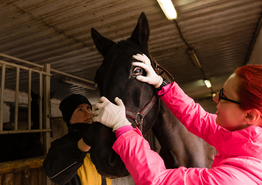 Eye spy… How to perform a detailed examination of the equine eye