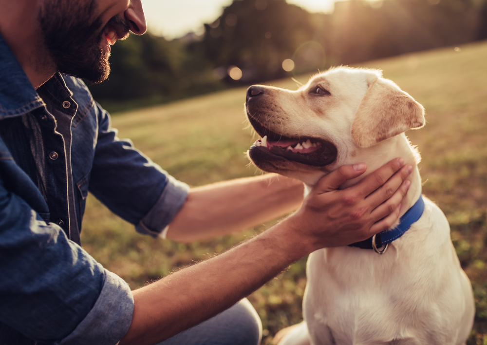 Are the drugs the golden bullet? The how, why and when of managing anxious dogs in the veterinary practice