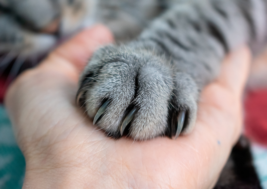 Facts not fiction: How Fear Free effects our understanding of animal behavior