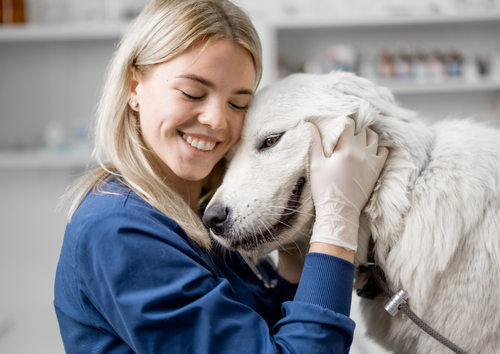 Paws and peace - navigating end of life care for pets  (BVA Live 2025)