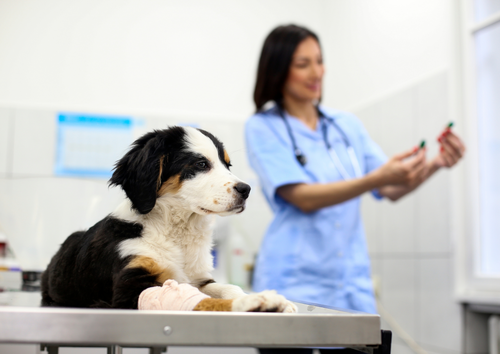 Tips for driving meaningful change in veterinary practice with VetSafe  (BVA Live 2025)