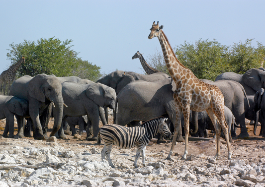 Going wild, the role of vets in conservation