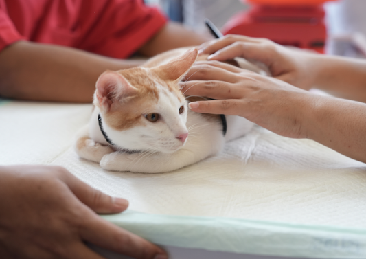 Are you missing them? Ureteral obstructions in cats – causes, consequences and diagnostics (LVS25)