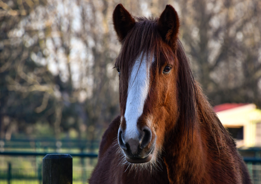 Next generation equine diagnostic imaging (LVS25)