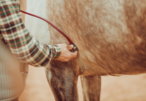 Using ultrasound to inject upper hindlimb structures