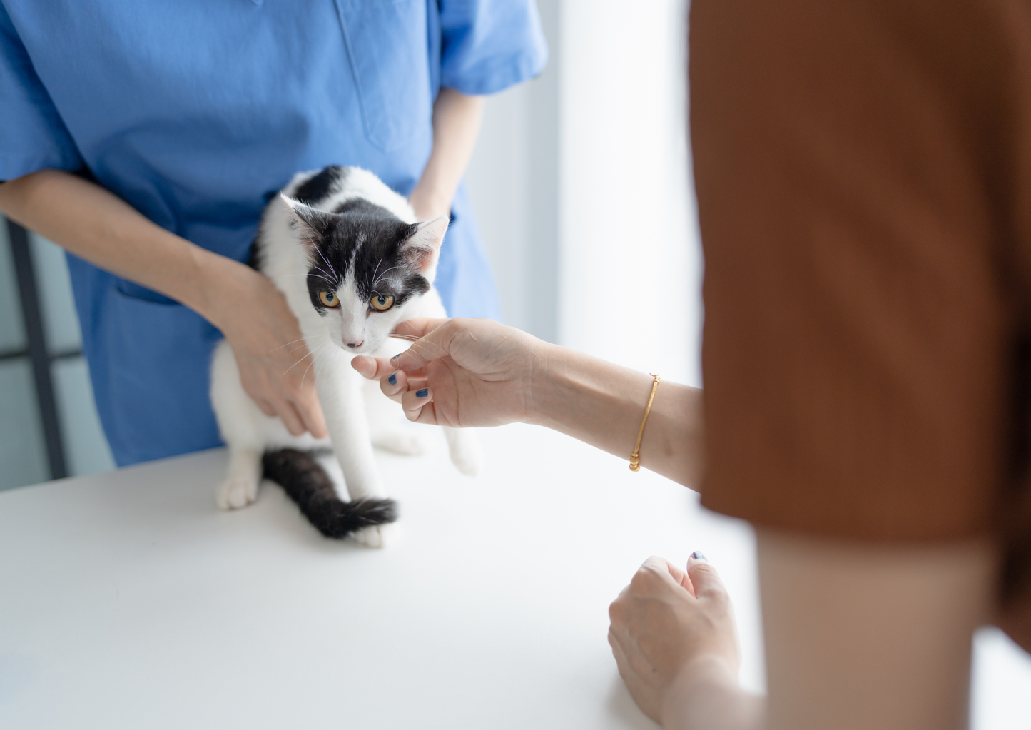 Cats are not small dogs - an update on feline lymphoma (LVS25)