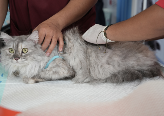 Top tips: My top tips for managing cats with urethral obstruction (LVS25)