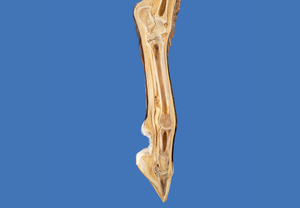 Investigation and management of the swollen fetlock joint