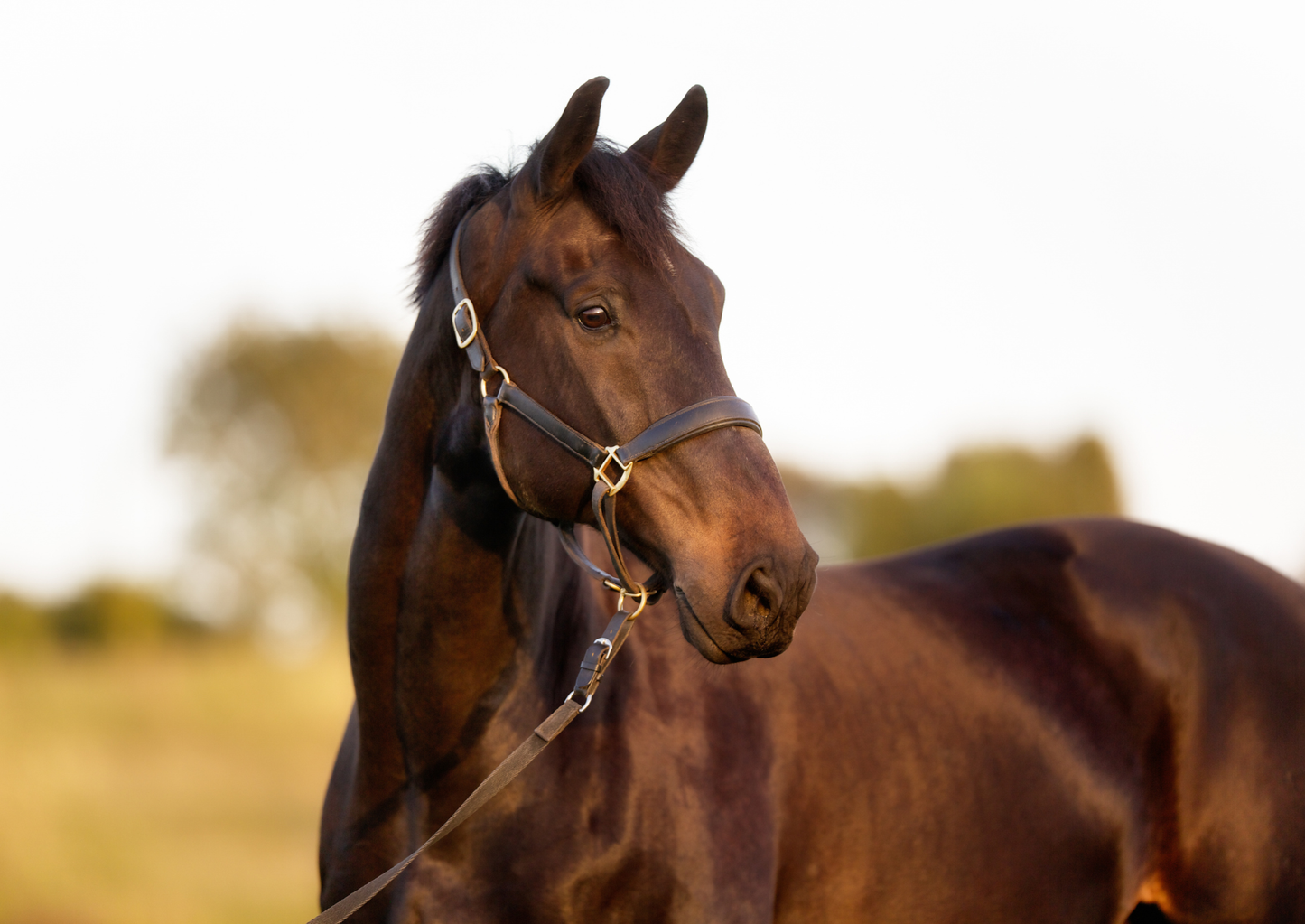 Sacroiliac disease - how to diagnose and treat (LVS25)