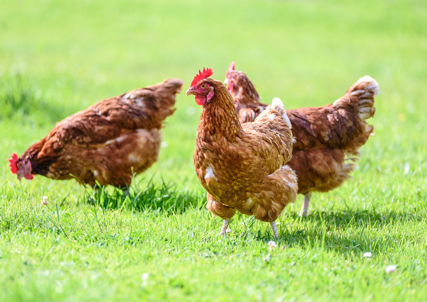 "I have a few chickens and...." How not to panic when faced with small scale poultry production (LVS25)