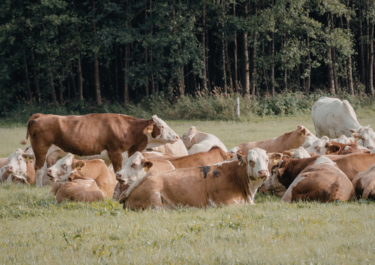 Tackling cattle lameness one step at a time through a team approach (LVS25)