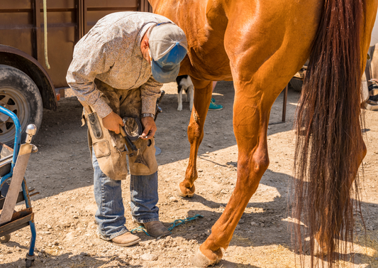 The latest footwear - an update on modern farriery (LVS25)