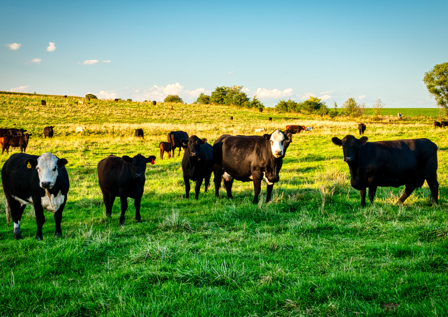 What's your BEEF!? - tackling the health plan and the call-outs it covers (LVS25)
