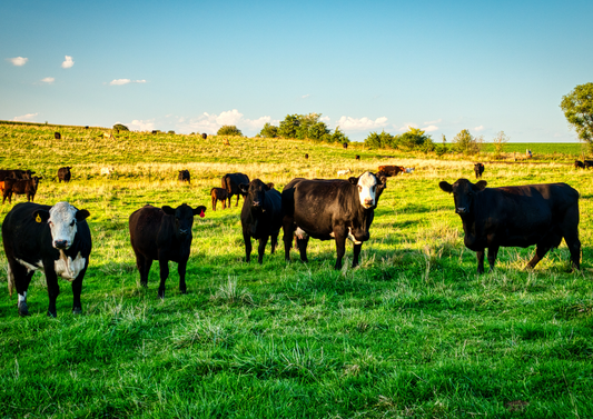 What's your BEEF!? - tackling the health plan and the call-outs it covers (LVS25)