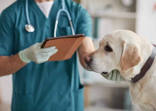 Cloudy eyes, clear solutions: Understanding and treating canine glaucoma (LVS25)