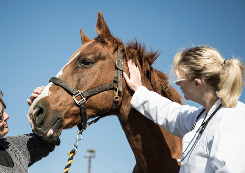 Laminitis and endocrinology