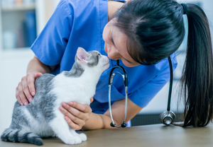 Saving lives in the ER: Why cats are not small dogs