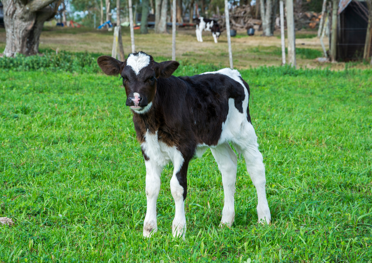 Common calf conundrums (LVS25)