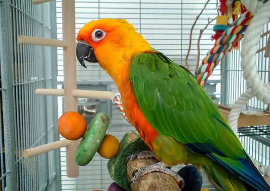 The diagnostic workup of exotic pets - the when, what and how of sampling (LVS25)