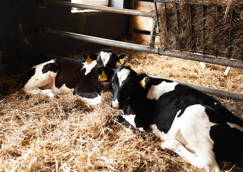 Towards sustainable management of respiratory disease in calves with quick thoracic ultrasound and nBAL diagnostics (LVS25)