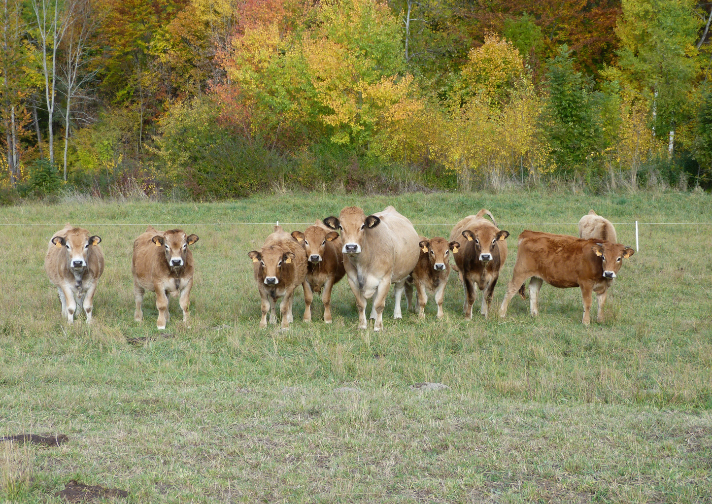 Do calves have friends: The social side of housing (LVS25)