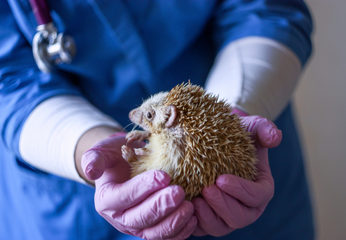 Call of the wild: Principles of first aid for injured wildlife in practice