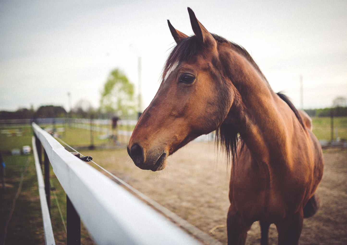 Optimising the use of contrast in equine orthopaedics (LVS25)