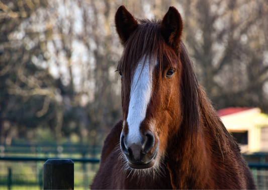 An update on equine hepatic disease (LVS25)