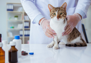 Top tips for diagnosing and managing chronic GI disease in cats