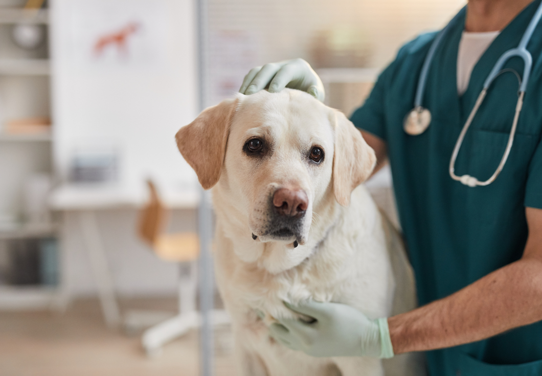 Compare and contrast: Key diagnostic and management tips for canine and feline pancreatitis