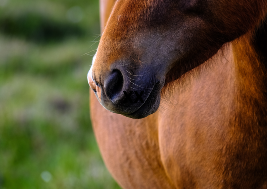 Responsible and practical antimicrobial use in practice (LVS25)