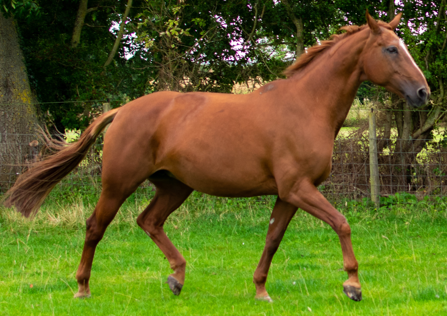 Evidence-based treatment of tendon injury (LVS25)