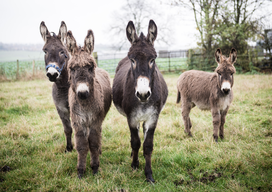 Dealing with donkeys - not just long-eared horses (LVS25)