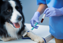 Load image into Gallery viewer, Veterinary toxicology - past, present and future?