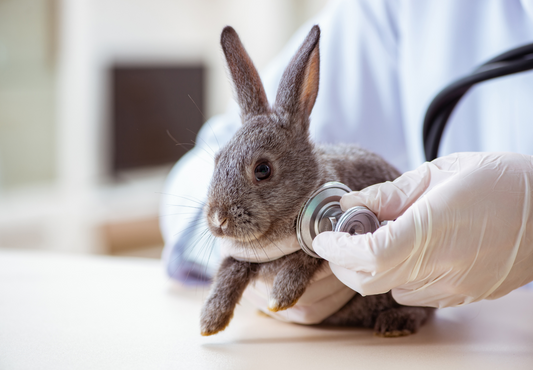 Hop, skip, surgery: Optimising the perioperative care of small herbivores