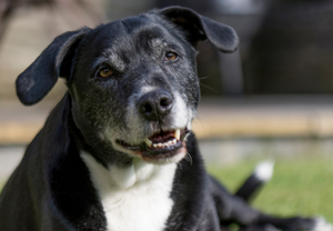 Helping Senior Dogs Move and Thrive