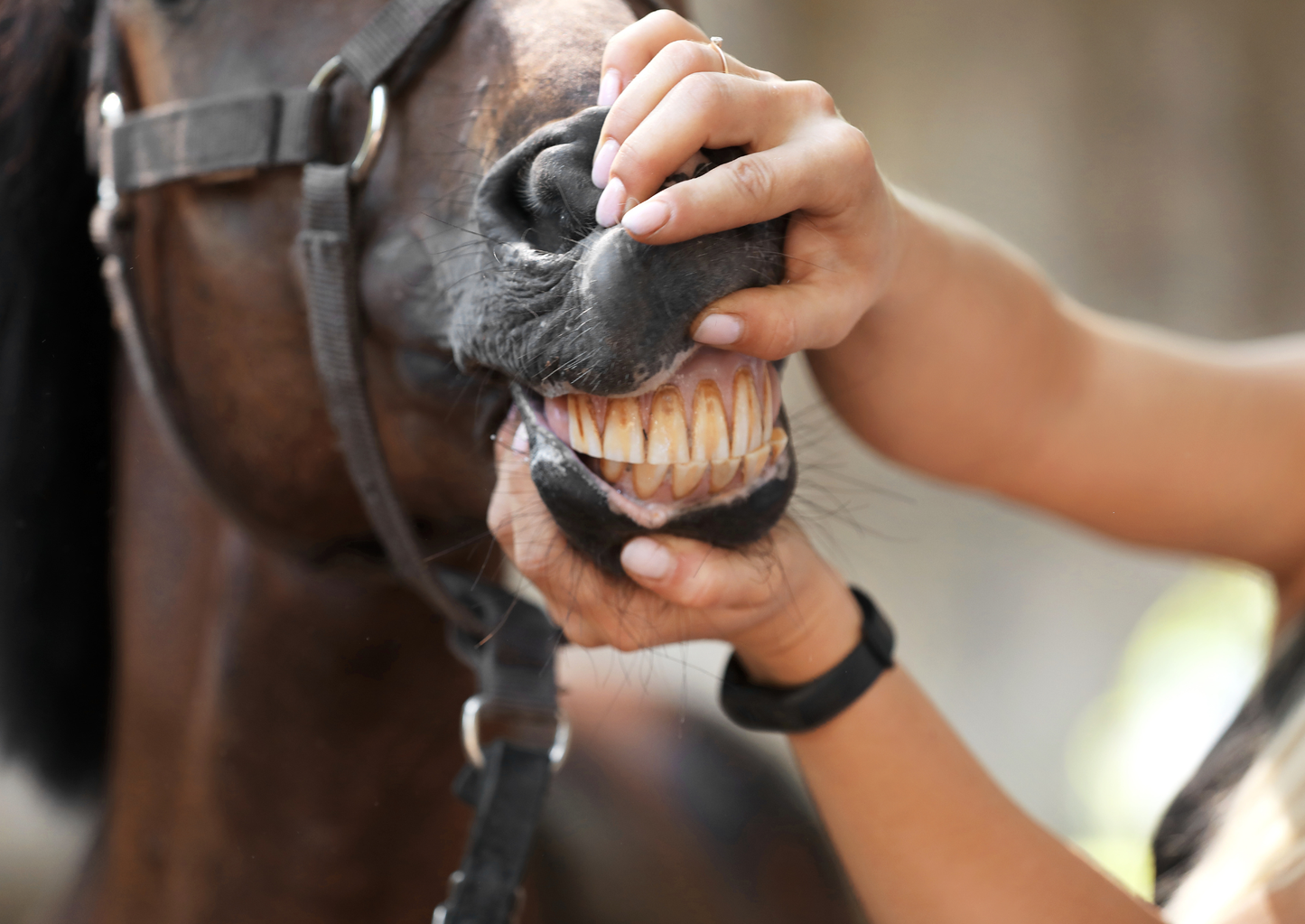 What equipment do I need to do a thorough dental exam? (LVS25)