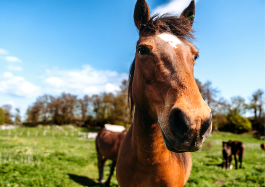 Evidence-based approach to equine headshaking (LVS25)