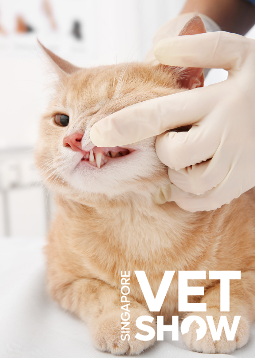 Maximising the Benefits of Your Dental Exam & Treatment Planning (SVS2024)