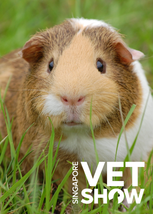 Guinea Pigs Are Not Small Rabbits; A Review of Guinea Pig Basics and Common Diseases (SVS2024)