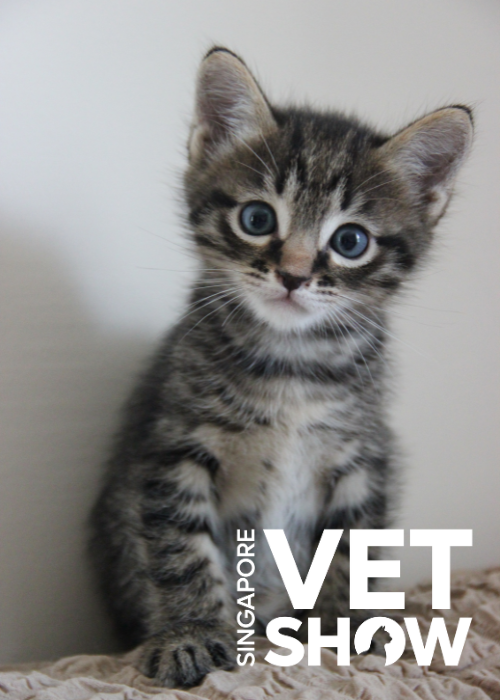 Feline Stomatitis - Do All the Teeth Really Have to Go? (SVS2024)