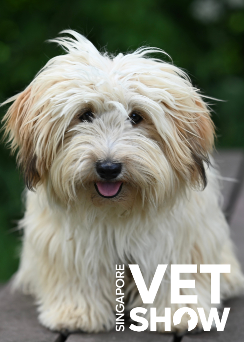 More than antibiotics: Responsible strategies for canine pyoderma (SVS25)