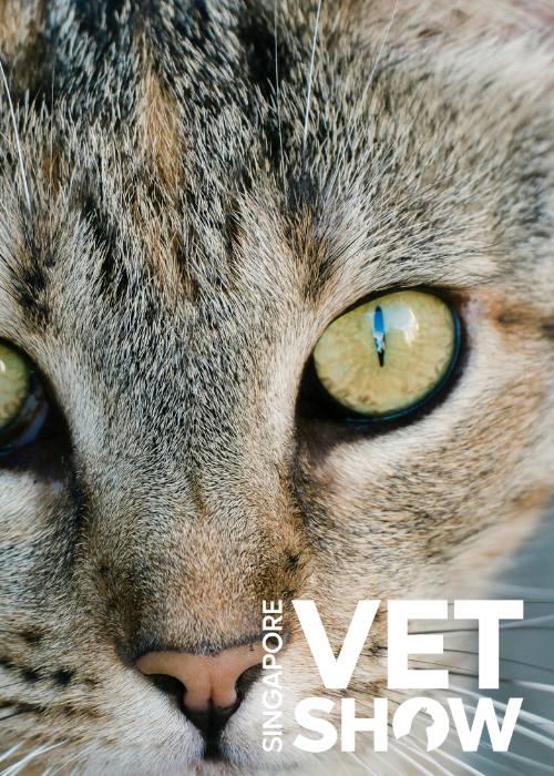 Don’t Blink: Handling Ocular Emergencies with Confidence (SVS25)