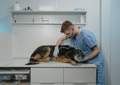 Brucella canis: Tales from General Practice